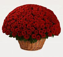 251 Премиум красная роза в Петропавловске-Камчатском Премиум букет из: Розы в Петропавловске-Камчатском